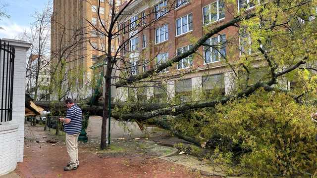 Gusty winds bring down large tree at Governor's Mansion - Vimarsana News
