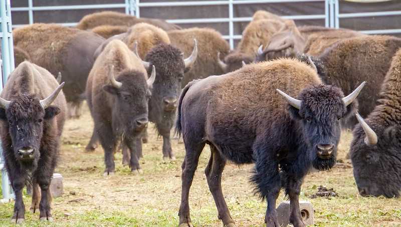 Iowa Tribe of Oklahoma gets bison from Grand Canyon National Park