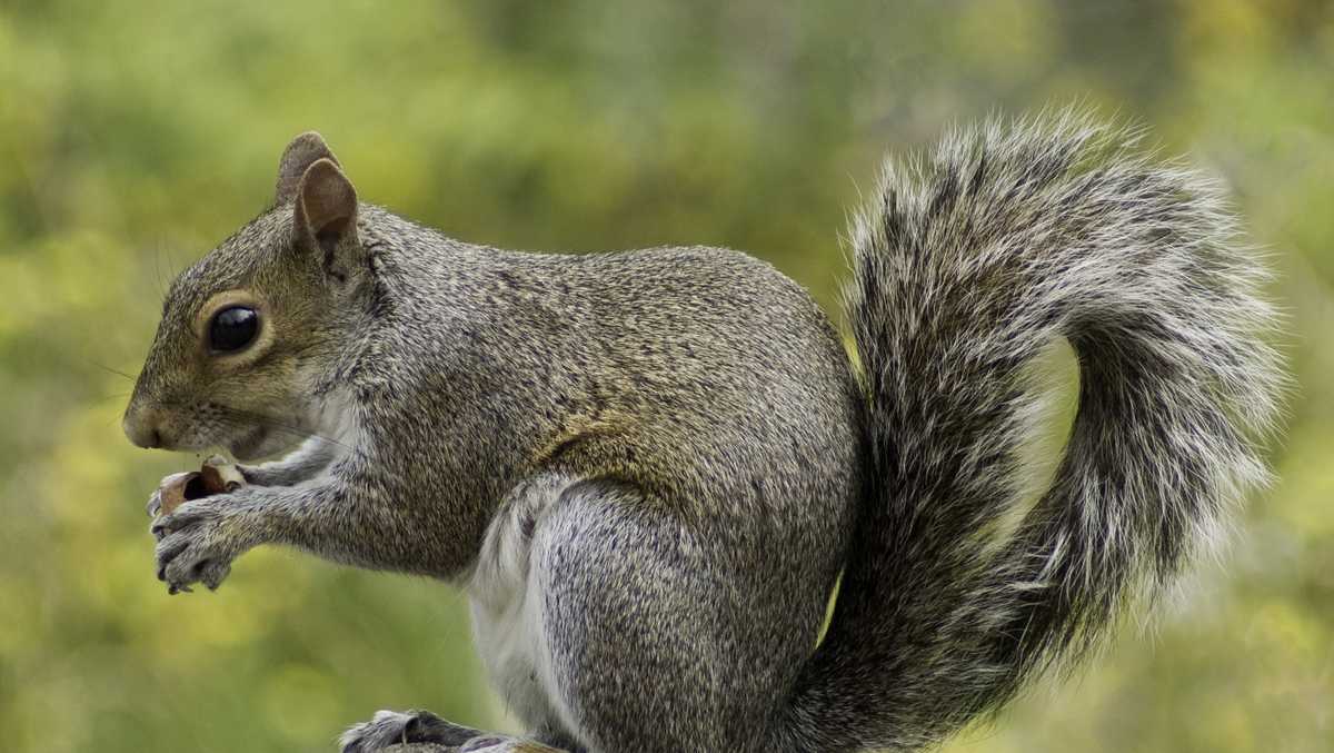 Yes, there have been a lot of dead squirrels on NH roads