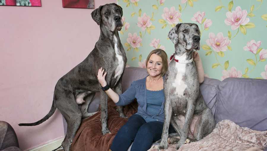 Freddy, a Great Dane celebrated by Guinness World Records as the tallest dog in the world, has died.