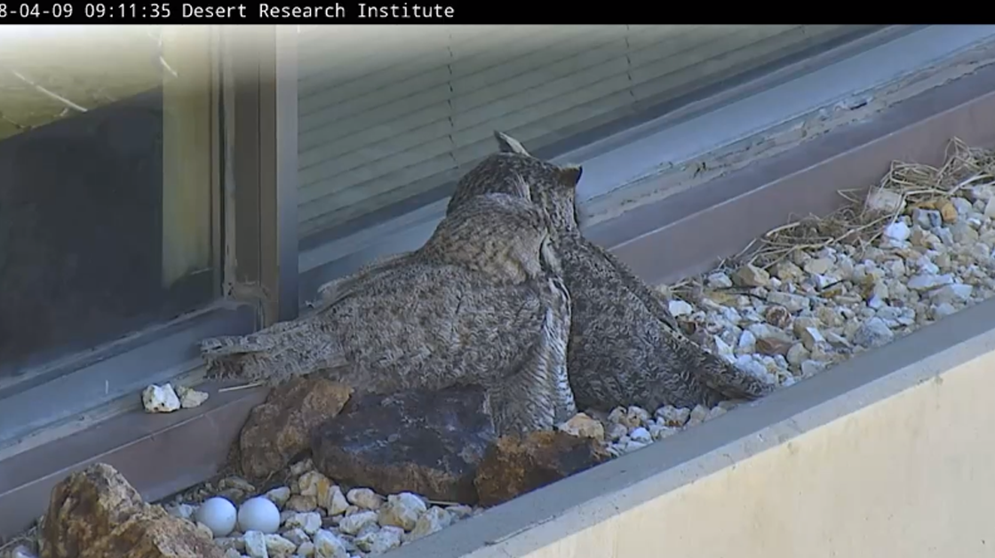 great grey owl nest cam