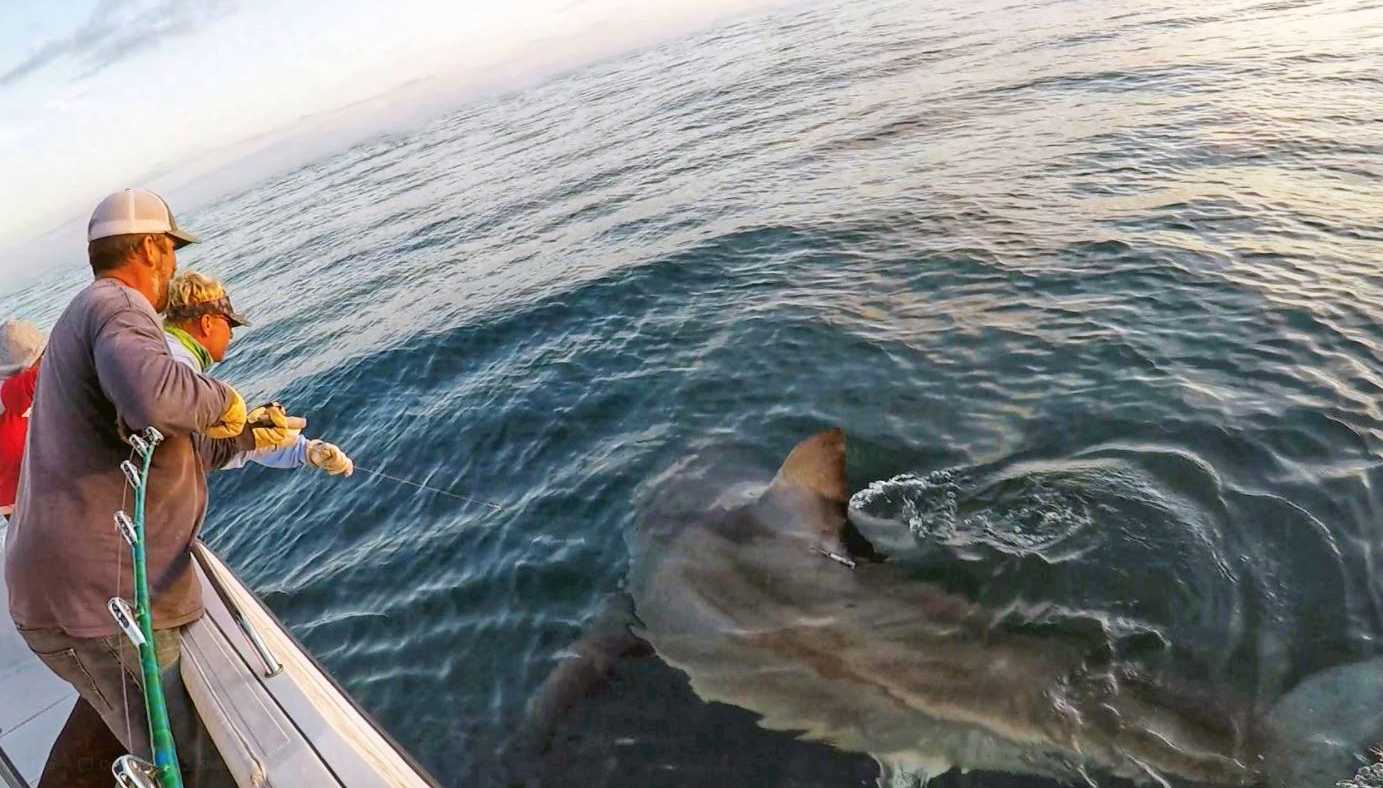 ‘Massive’ Great White Shark Caught Off SC Coast Proves Too Much For 2 ...