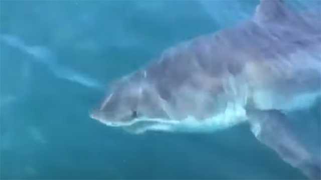 great white shark seen off coast of Ocean City
