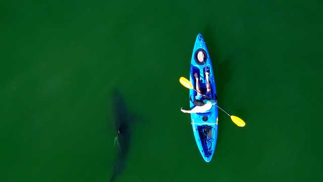Great white sharks get more protection in California - Vimarsana News