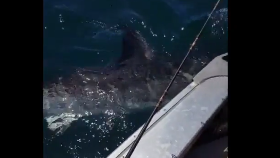 Great white shark circles fisherman in New Zealand