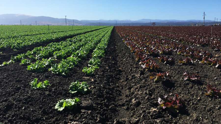 Salinas lettuce field