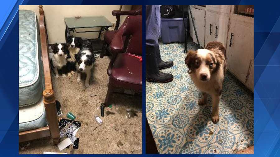More than 30 dogs, parrot rescued from 'deplorable conditions' in Brown  County