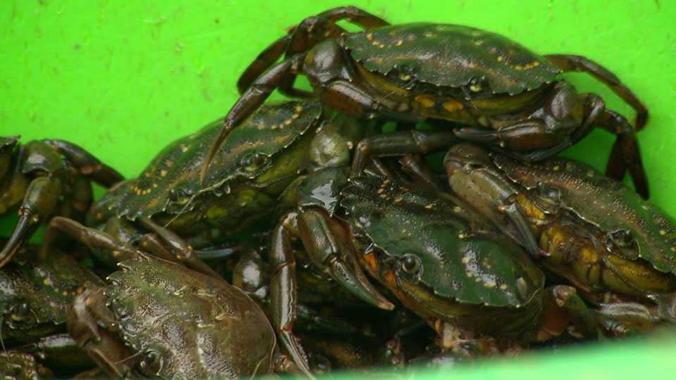 NH Chronicle The Green Crab Project