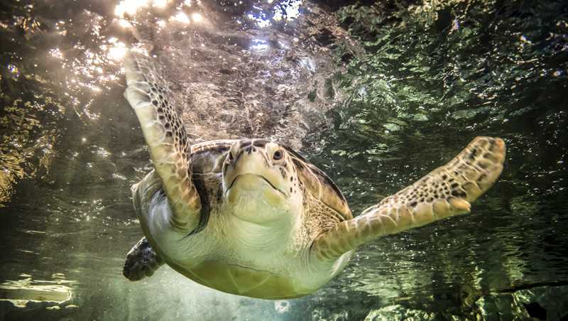 Kansas City’s SEA LIFE, LEGOLAND offer free admission for community heroes this fall