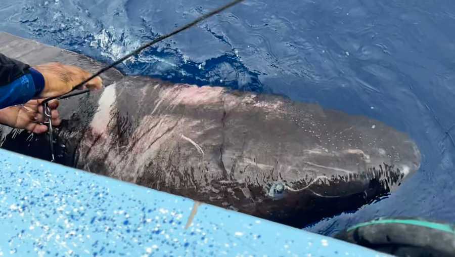 A half-blind shark that is typically thought to live in freezing Arctic waters, scavenge on polar bear carcasses and survive for hundreds of years, recently turned up in perhaps an unexpected place — a coral reef off Belize.