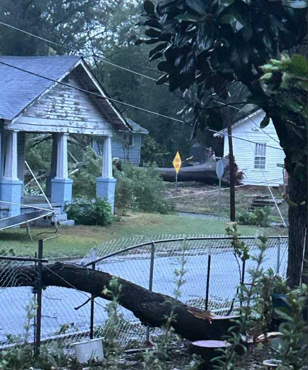 greenwood trees down