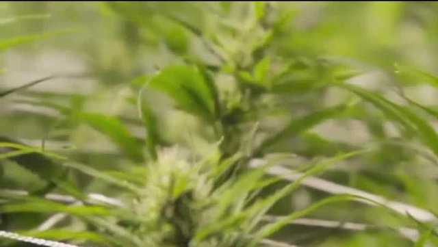 State attorney candidates weigh in on recreational marijuana - Vimarsana News
