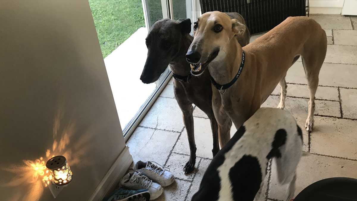 Greyhound rescue group asking community for help