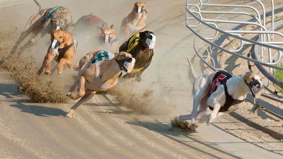 n this is a June 21, 2005, file photo, greyhounds compete during a race at Wonderland Greyhound Park in Revere, Mass. (AP Photo)