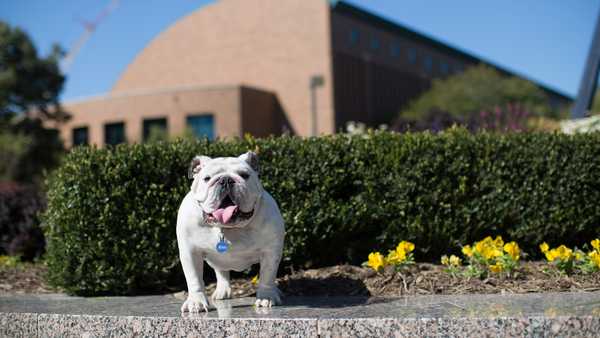 Griff I, Drake's first live mascot