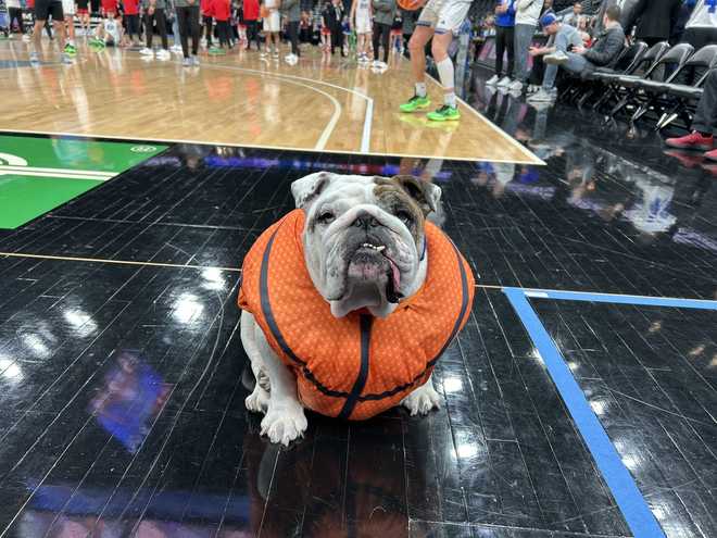 griff&#x20;ii,&#x20;drake&#x20;mascot