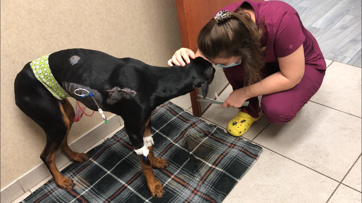 'Miracle dog' defies odds, survives gunshot wound