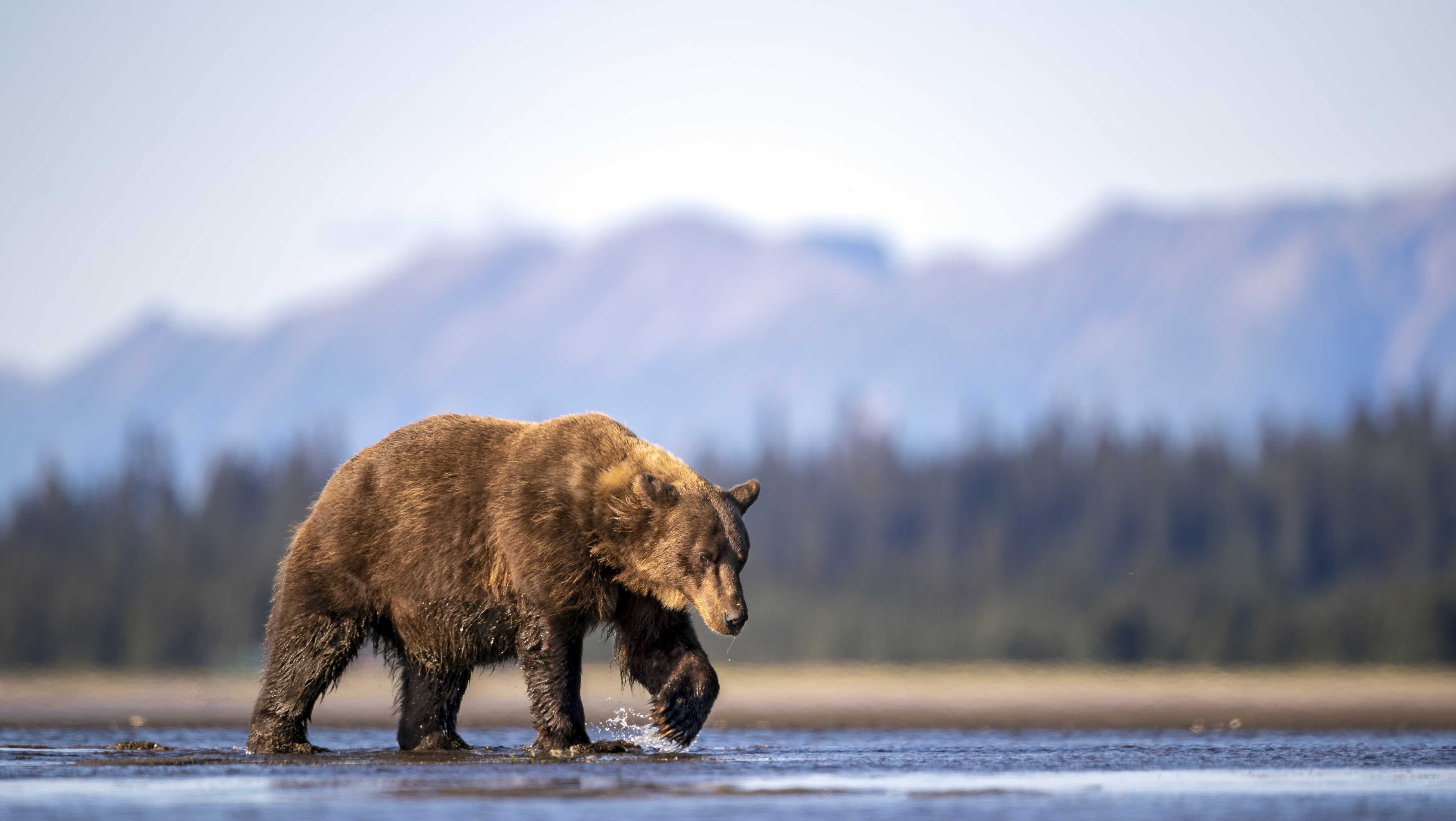 Chico woman in Montana killed after bear pulls her from tent - Vimarsana News