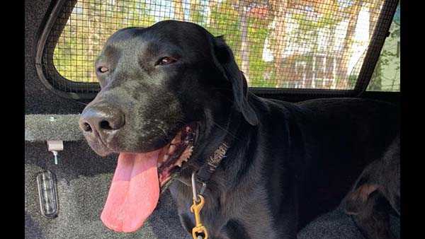 Police: Hit-and-run driver leaves K9 with broken leg, ribs, punctured lung - Vimarsana News
