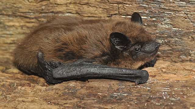 The nonprofit organization WildCare Oklahoma warns people to be on the lookout for grounded bats over the next few days.