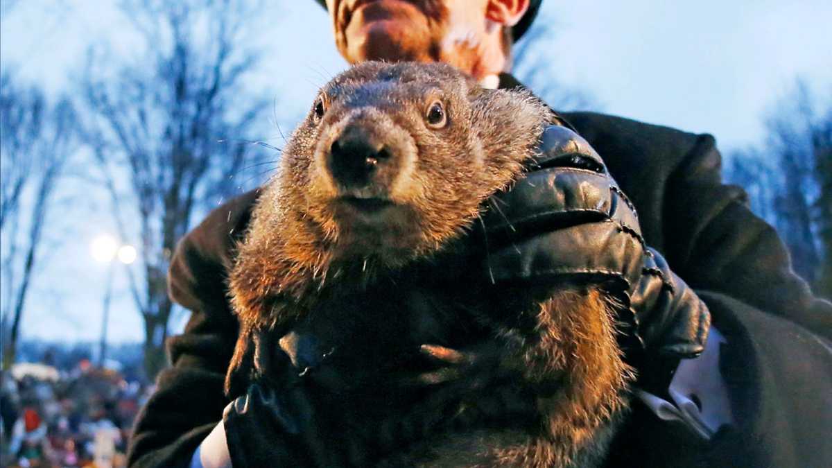 How does Punxsutawney Phil make his prediction on Groundhog Day