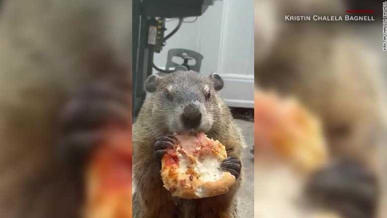 Groundhog caught on camera eating pizza.