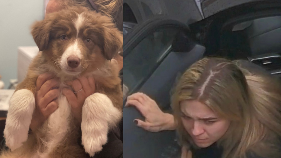 Woman who abandoned puppy in Mass. faces animal cruelty charge