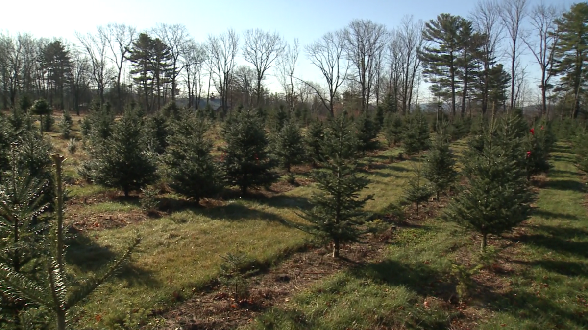 Grow It Green Grow your own Christmas tree