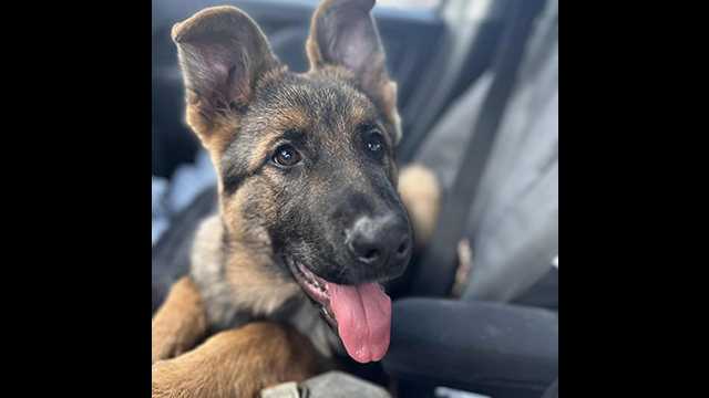 gsd puppy