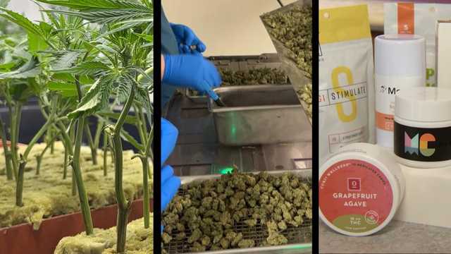 Recreational cannabis in Maryland -- How much & what you can buy - Vimarsana News