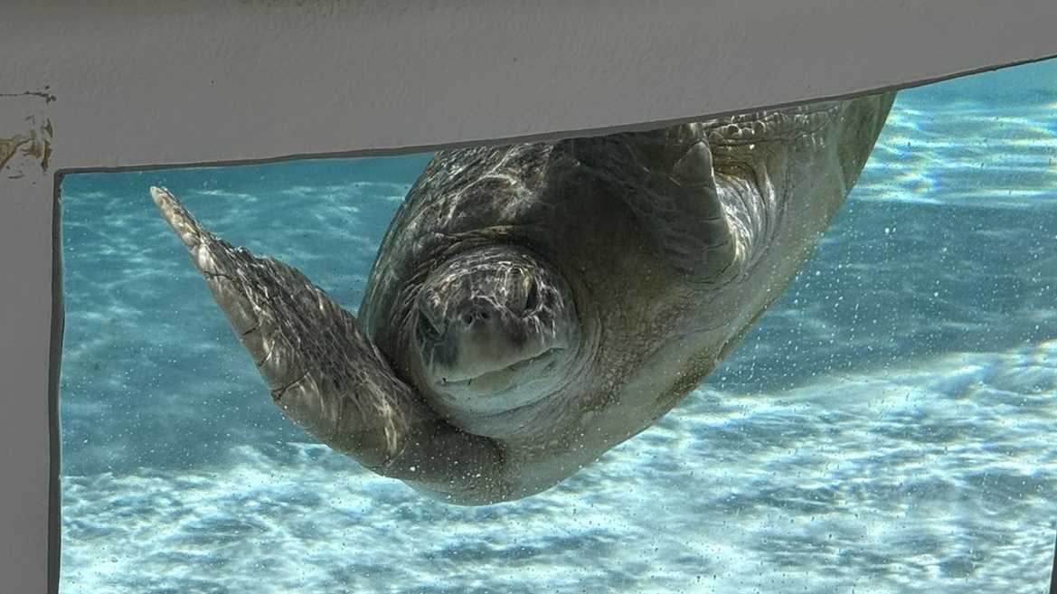 Global Communities Mark World Sea Turtle Day with Conservation Actions