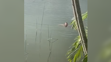 Man swims with gator in video taken in FL - Vimarsana News