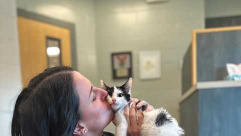 Gumby, the kitten with deformed legs, finds forever home, MSPCA says