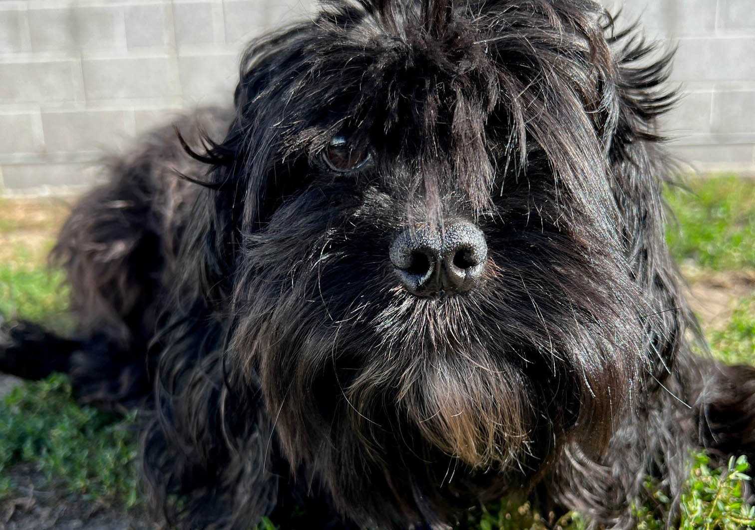 P-31 K9 マリス 勧請 シーザー アジア版 Some animals rescued in Massachusetts cruelty case ready for adoption