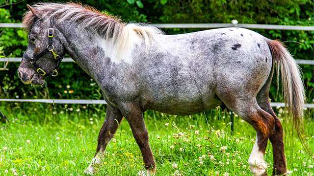 Kentucky Derby Museum wants public to name its new miniature horse - Vimarsana News