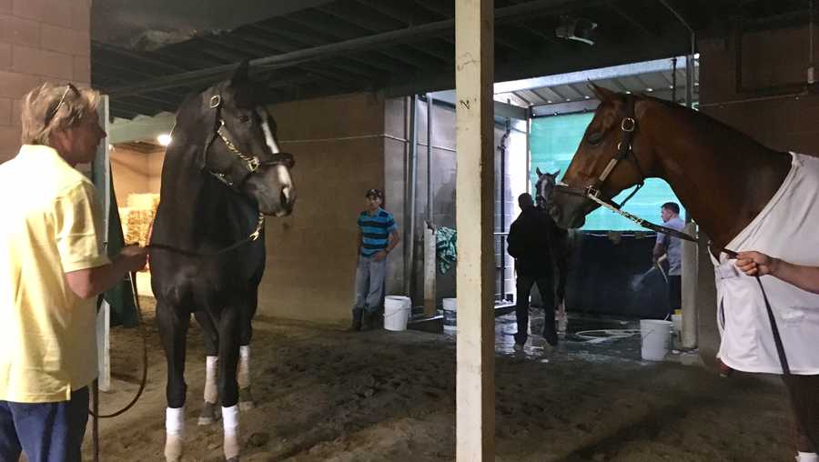 Gun Runner (at right) and Tom's Ready (with trainer Dallas Stewart on the lead shank) eyeball each other in the Breeders' Cup barn at Santa Anita after training. The horses were 1-2 in the Fair Grounds' Louisiana Derby.