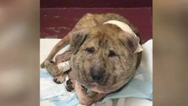 Dog recovering after being found with shoelace embedded in neck, severely swollen head