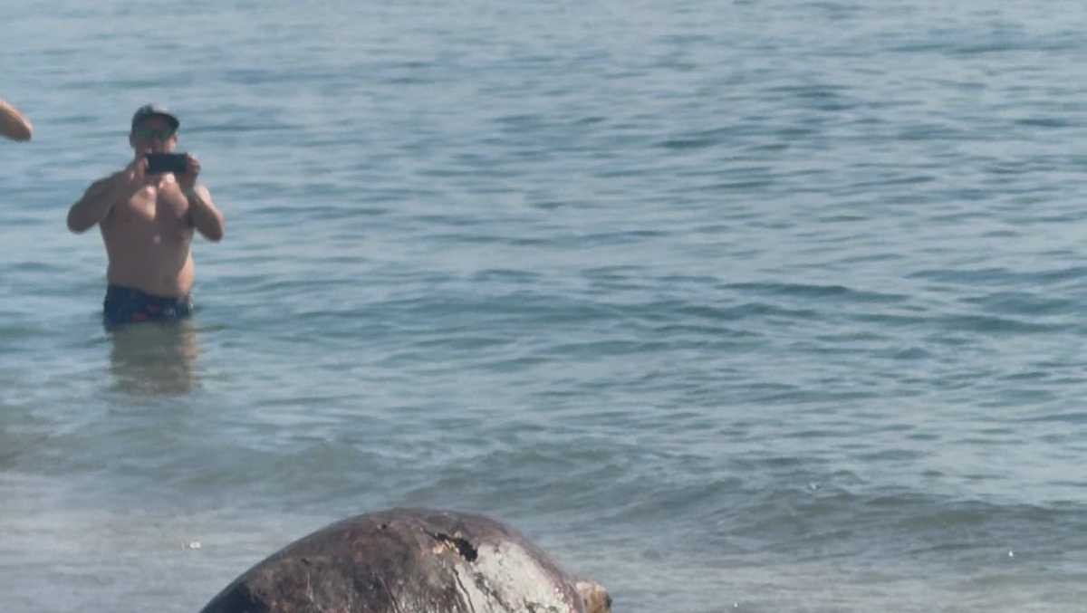Pregnant sea turtle returns to the ocean after months of rehab
