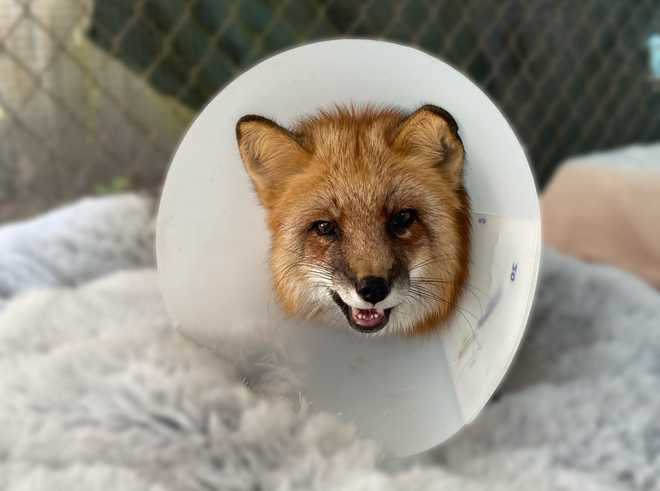 ﻿gypsy the fox