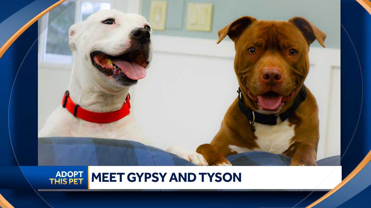 Tyson And Gypsy Share Food And Toys Very Nicely