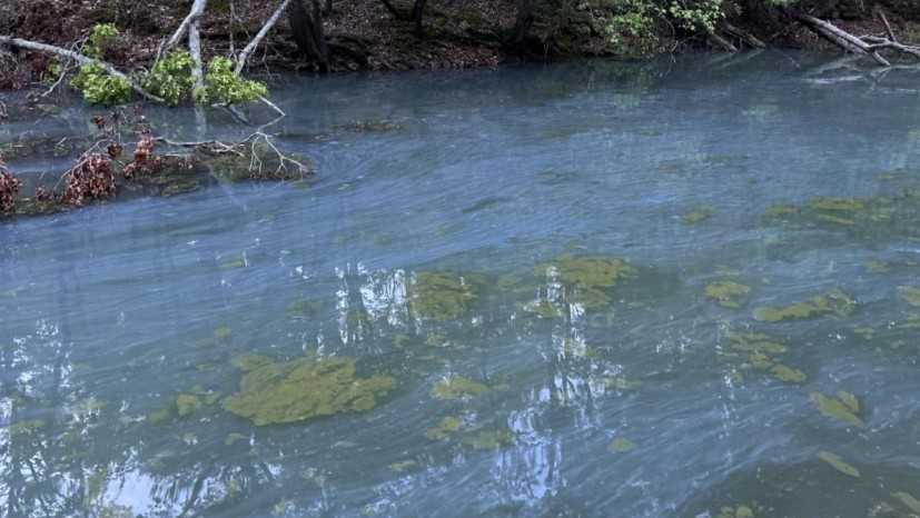 Harmful algal bloom detected in cove prompts advisory from state officials