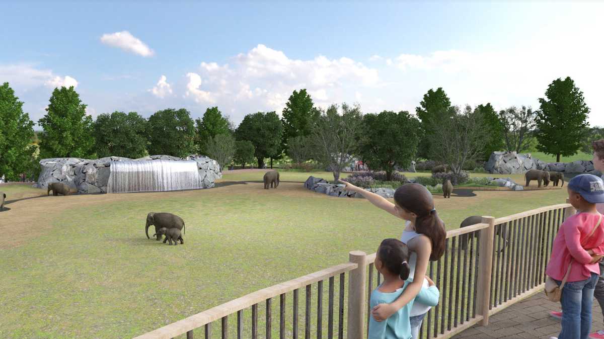 Cincinnati Zoo hoping for elephant infants as habitat grows 5 occasions bigger