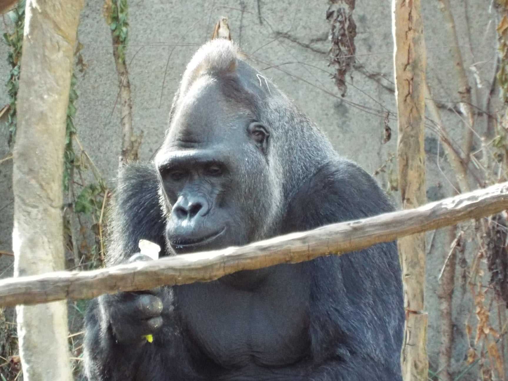 cincinnati zoo silverback gorilla