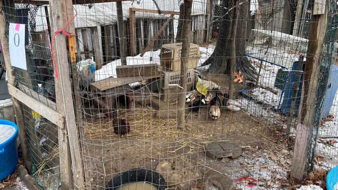 More than 150 animals rescued from deplorable conditions in Hadley ...
