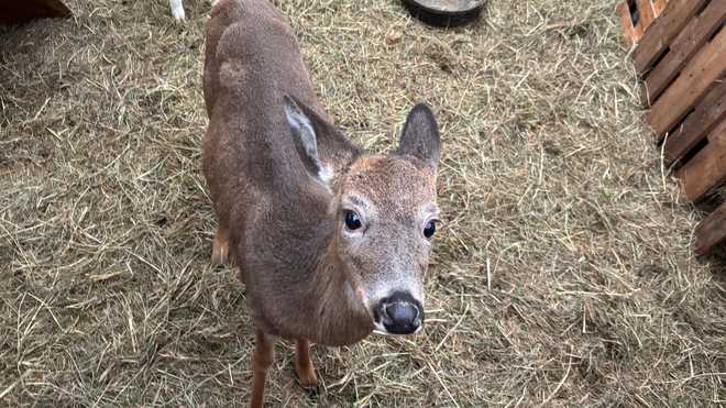 More than 150 animals rescued from deplorable conditions in Hadley ...