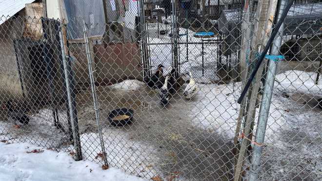 More than 150 animals rescued from deplorable conditions in Hadley ...