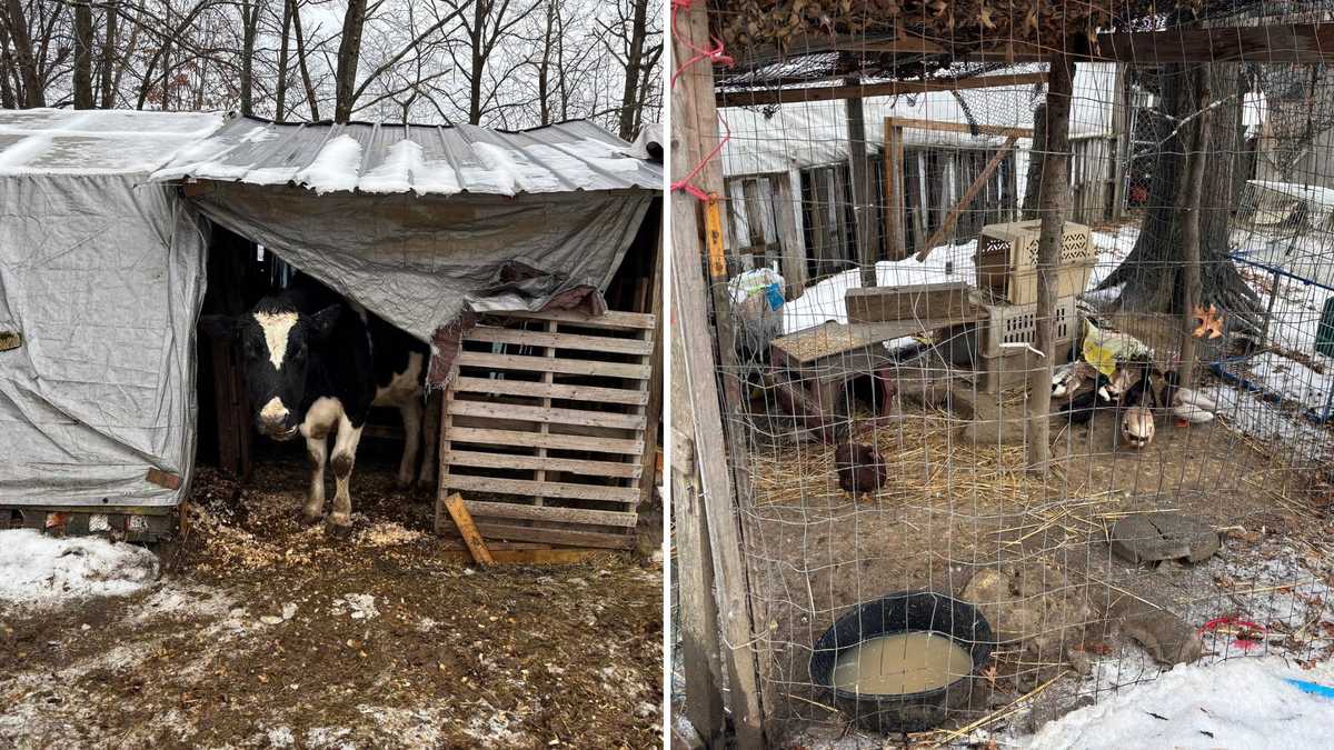 More than 150 animals rescued from deplorable conditions in Hadley ...