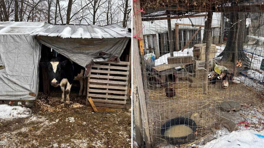 More than 150 animals rescued from deplorable conditions in Hadley ...