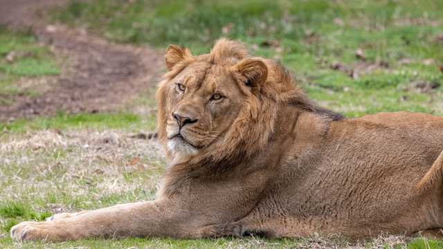 North Carolina Zoo announces addition of new lion Haji - Vimarsana News