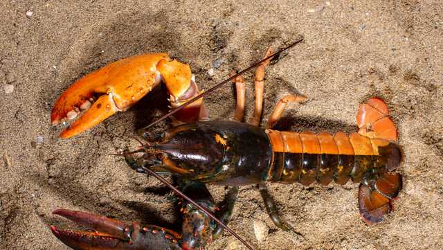 Half-Orange, Half-Brown Lobster Found—How Rare Is It?